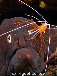 Moray at the oculist. by Miguel Cortés 